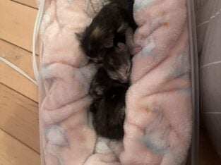 Purebred Maine Coon Kittens Available