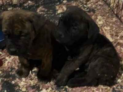 South African Boerboel x Cane Corso