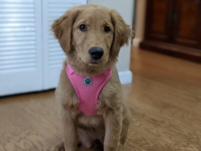 Golden Retriever Puppy for sale