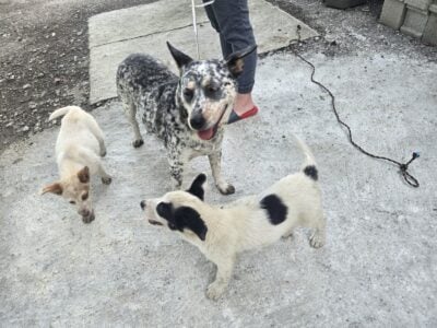 Free puppies and mom