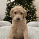 Golden Mountain Doodle Puppies for Sale! 🐶