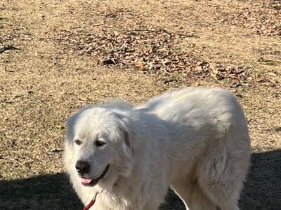 Beautiful Great Pyrenees