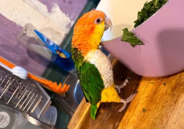 Female white belly caique