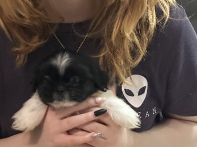 CKC Shih Tzu no scams no shipping cash only