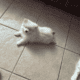 POMERANIANS WHITE 6WKS
