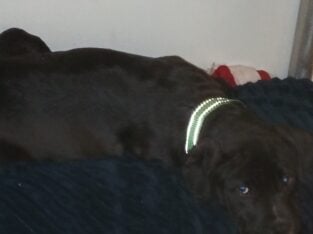 Wanna sell my puppy