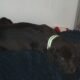 Wanna sell my puppy