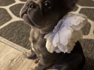 🥰❤️🐇FRENCH BULLDOG