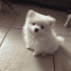 POMERANIANS WHITE 6WKS