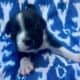 Pure bred Staffordshire Bull Terrier Puppies