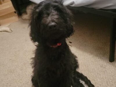 Lovable puppies! Need to rehome