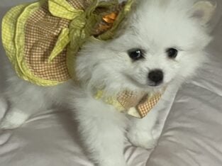 Pormenarios puppies
