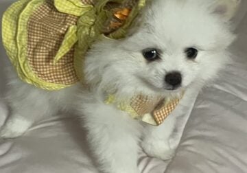 Pormenarios puppies