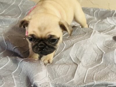 Puppy Pugs For Sale!!