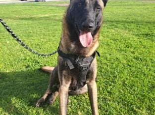 Bruno – 1 Year Old Male Malinoi Free
