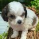 Cavapoo Babies