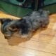 MERLE TOY YORKIES