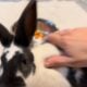 Bunnies For Sale