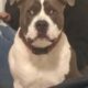 1 year old Pitt
