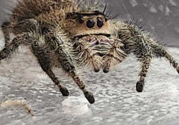 Baby Jumping Spiders