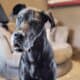 Great Dane, 8y/o