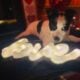 Free to Good Home Female Texas Heeler Puppies