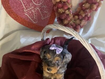 Toy Cavapoo Puppies – ~8lbs Full Grown