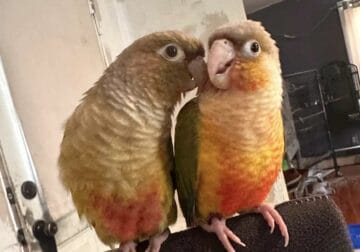 Cinnamon and pineapple green cheek conures