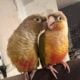 Cinnamon and pineapple green cheek conures