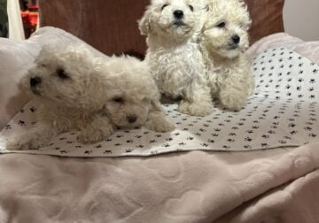 Maltipoo