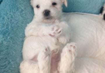 Shih poo Male Puppy