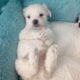 Shih poo Male Puppy