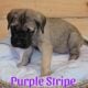 English Mastiff Puppies