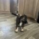 Australian/ German shepherd mix puppies