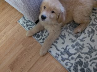 AKC registered Golden retriever puppy