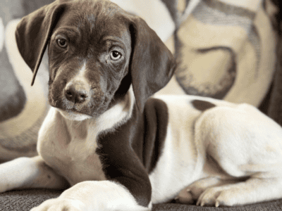 6 GSP pups for sale