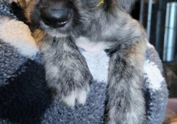 Female Irish Wolfhound Puppies