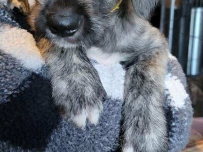 Female Irish Wolfhound Puppies