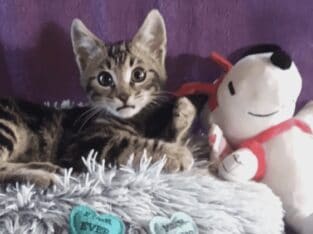 Re-home kitty