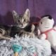 Re-home kitty