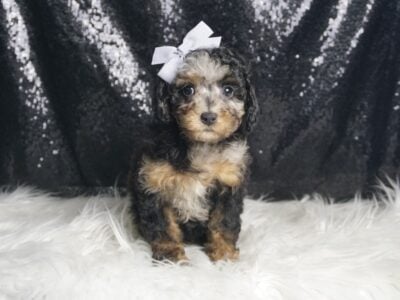 Hilda AKC Poodle