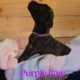 English Mastiff Puppies