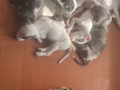 Puppies