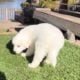 Great pyranees puppies