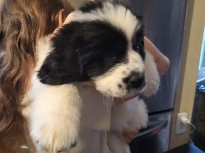 Newfie-Pyr Pups