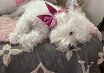 Free White Maltipoodle