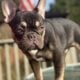 French bulldog Boys