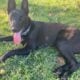Beautiful Belgian Shepherds for rehoming ASAP