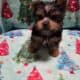 Toy Yorkie Puppis