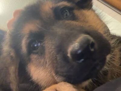 German Shepherd Puppies